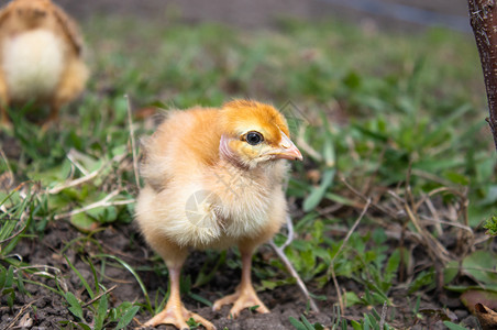 颜色农场配种小鸡特写草地上的黄鸡养殖小家禽农业小鸡草地上的黄图片