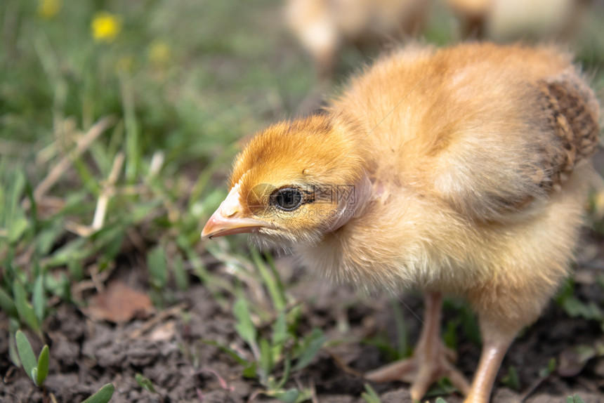 场地花园春天小鸡特写草地上的黄鸡养殖小家禽农业小鸡草地上的黄图片