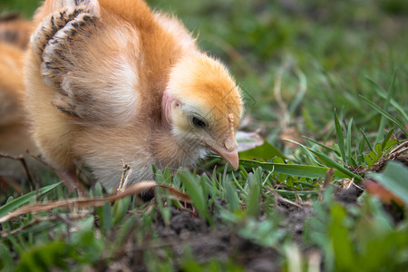 小鸡特写草地上的黄鸡养殖小家禽农业小鸡草地上的黄家禽养殖场地新生动物图片