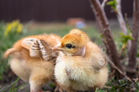春天宠物丰富多彩的小鸡草地上黄饲养小家禽殖农业小鸡草地上的黄图片