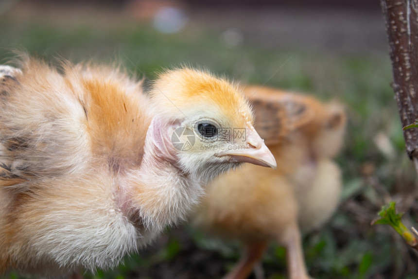 小鸡草地上的黄饲养小家禽殖农业家禽养殖美丽夏天装饰图片