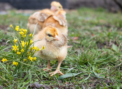 鸟白色的黄小鸡草地上黄饲养小家禽殖农业小鸡草地上的黄图片