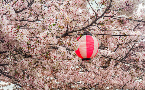 盛开花的树亚洲人分支机构为传统的日本樱花节庆典装饰的彩色纸质灯笼盛着樱花朵的日光灯庆祝背景
