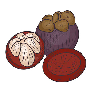 干土豆果成熟目的芒果半孤立矢量说明外表水果手画芒整个和半孤立的向量说明上图药物设计图片