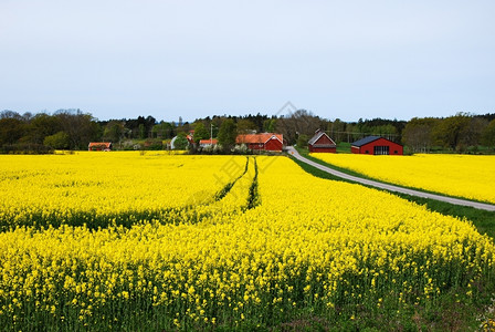 油菜在奥兰德岛瑞典村庄有红色谷仓和鲜花的种子田颜色图片