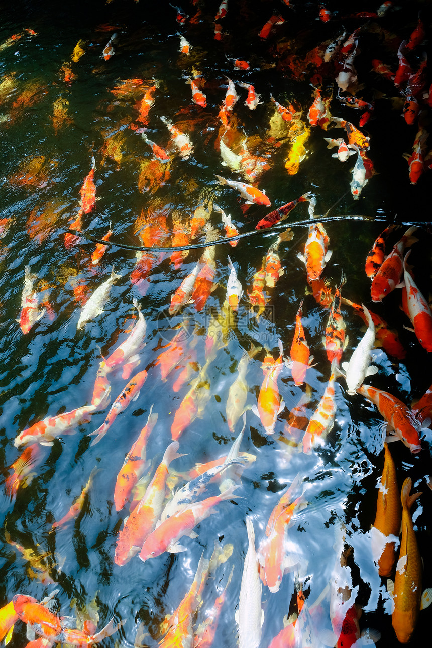 池塘中一群锦鲤图片