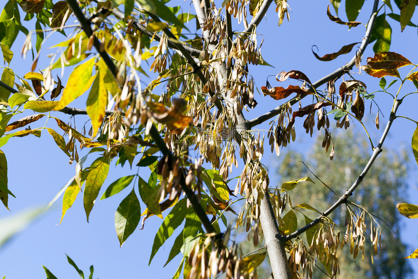 精益求树干上的新绿色叶和直升机灰色观视对蓝天的灰春马普勒直升机关闭一棵树灰水果秋天图片