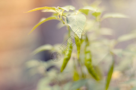 焦辣椒植物和软本底焦辣椒叶生长庄稼蔬菜图片