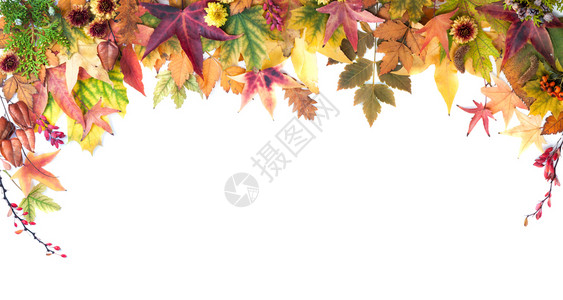 叶子植物白背景上的橙黄和红颜色叶白彩花朵和南瓜的秋季框架感恩图片