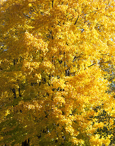 枫含有大量黄色树叶的单张图纸黄色地缝合部分为黄色图纸密合部分颜色九月图片
