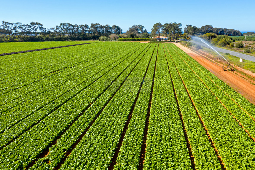 种植园来自葡萄牙田地生菜的空中上层镜头乡村的生长图片