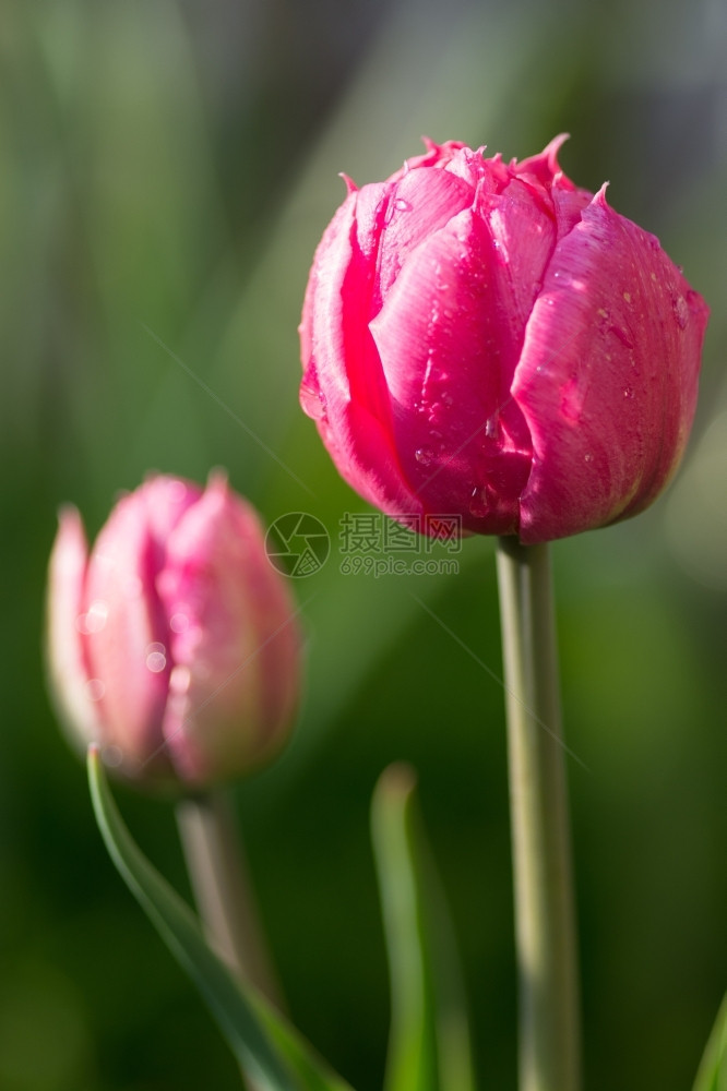 美丽的郁金香花朵图片