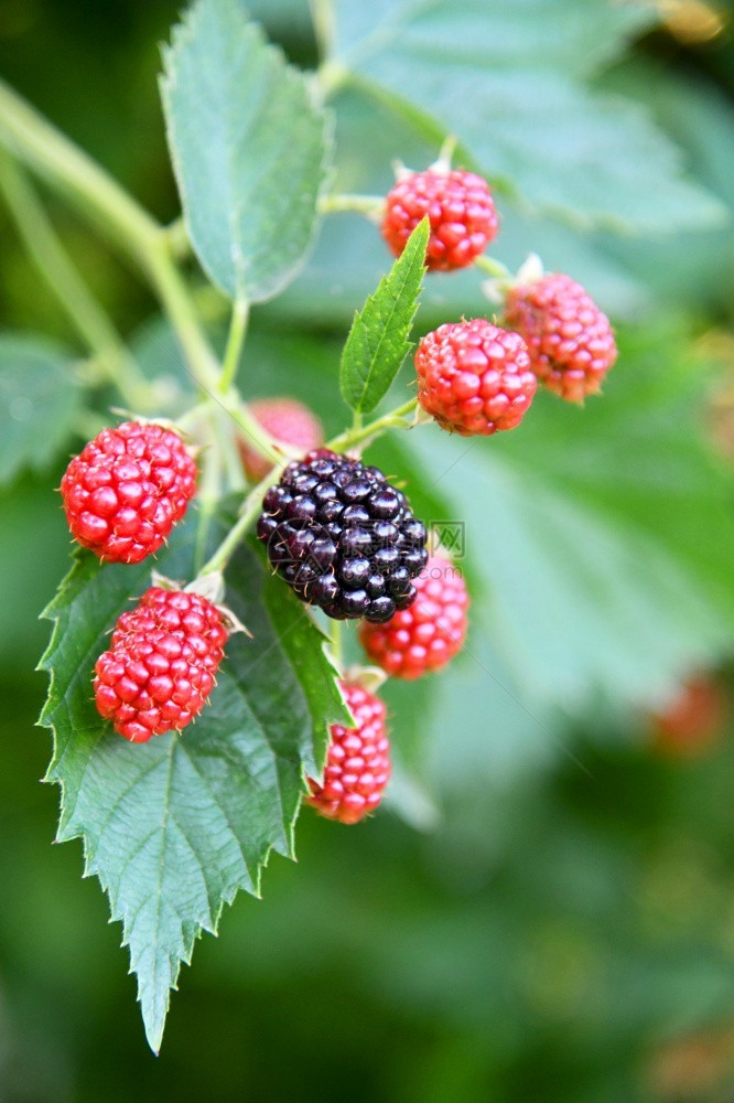 登山者园里的黑莓熟叶子德国图片