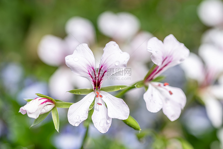 春花中小白叶的宏观照片春花中小白和紫罗贝拉花的宏观照片春天脆弱白色的图片