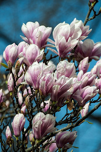 白色的植物群粉红木兰花的紧近盛开粉图片