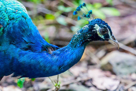 自然界中的蓝孔雀脸野生动物肖像展览图片
