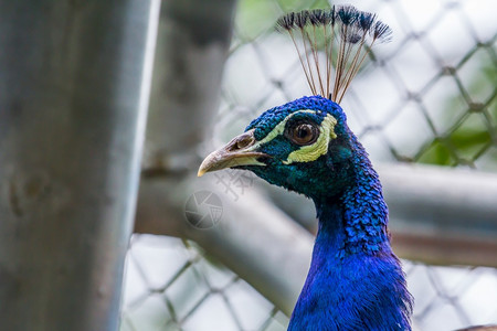 充满活力动物眼睛自然界中的蓝孔雀脸图片