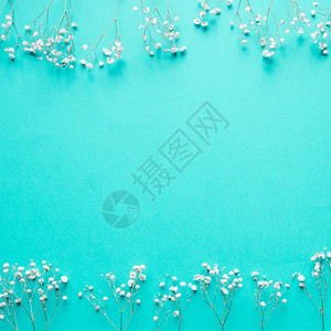 绽放植物蓝色白花颜背景图片