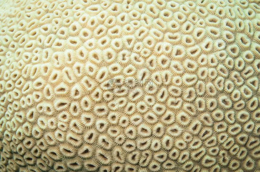 皮革在珊瑚礁上捕获的脑珊瑚体质热带潜水图片