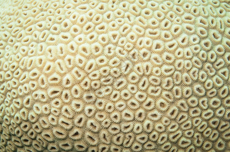 皮革在珊瑚礁上捕获的脑珊瑚体质热带潜水图片