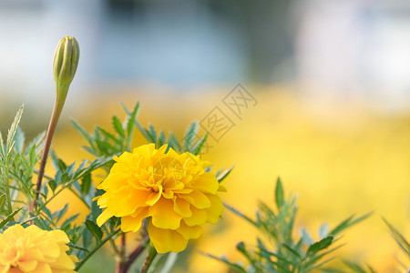 花朵是黄色的在花园里朵是黄色的生长场地荒野图片