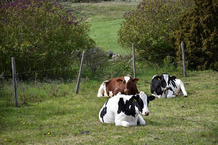 草地在一个荒用铁丝网栅栏扶养牛群棕色的奶图片