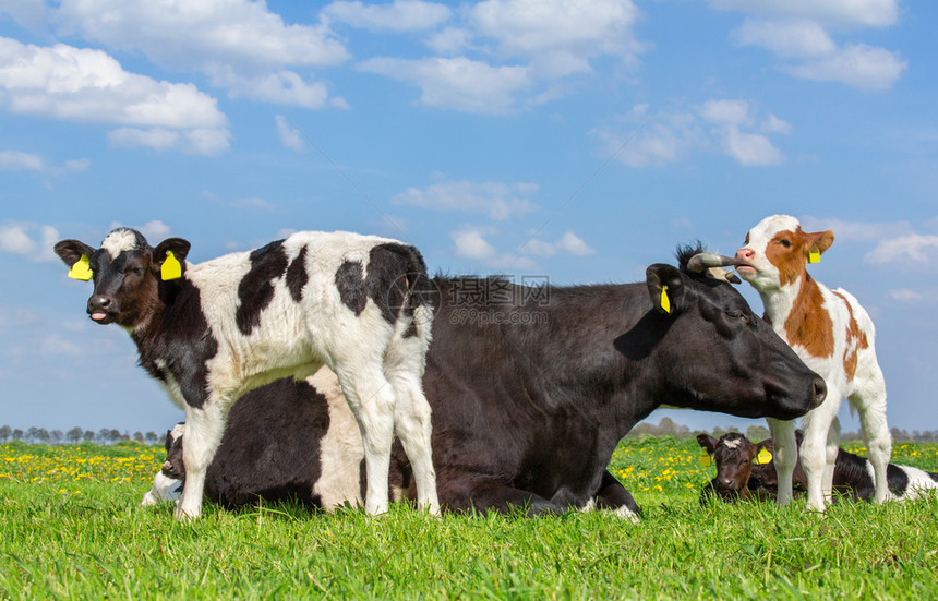 团体乡村的母亲牛和一群新生幼崽在绿荷兰草原上图片