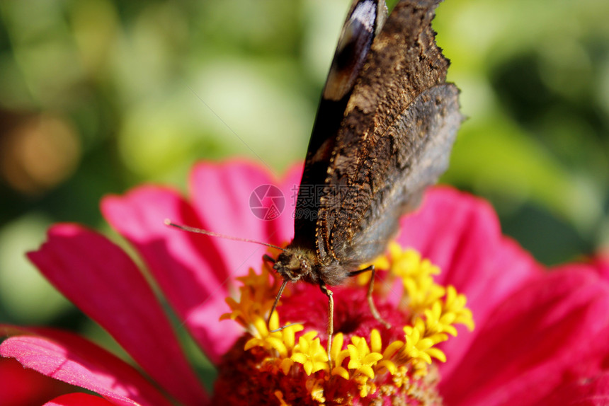 航班植物学蝴蝶孔雀眼睛在百日草上采集花蜜的宏图蝴蝶孔雀眼睛在百日草上采集花蜜的宏图蝴蝶指令蕊图片