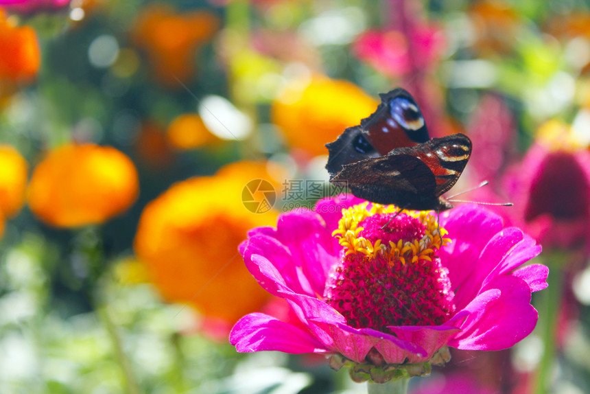欧洲的蝴蝶孔雀眼微距在百日草上采集花蜜蝴蝶孔雀眼微距在百日草上采集花蜜蝴蝶微距眼睛绿色图片