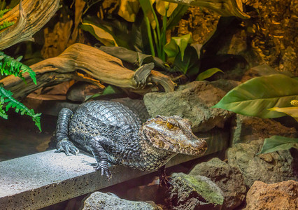 幼学琼林幼崽来自美洲的热带鳄鱼一只小侏儒caiman鳄鱼肖像美国人光滑的背景