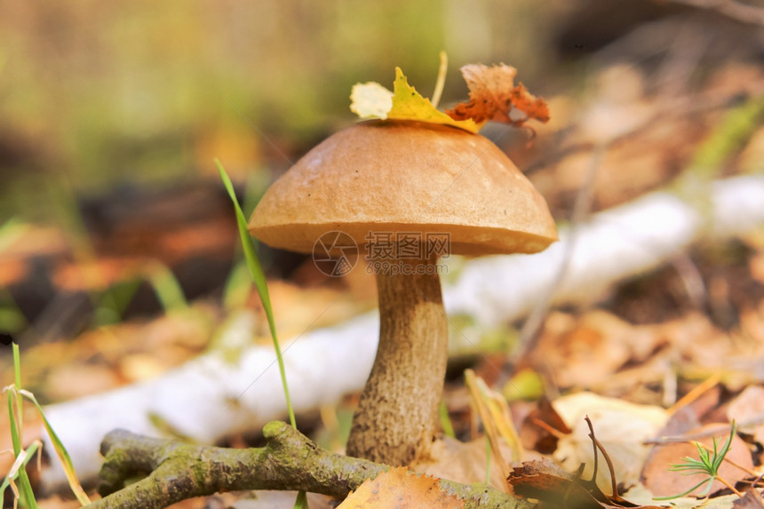 荒野草中的牛肝菌蘑菇帽上的树叶蘑菇帽上的树叶草中牛肝菌苔藓单身的图片