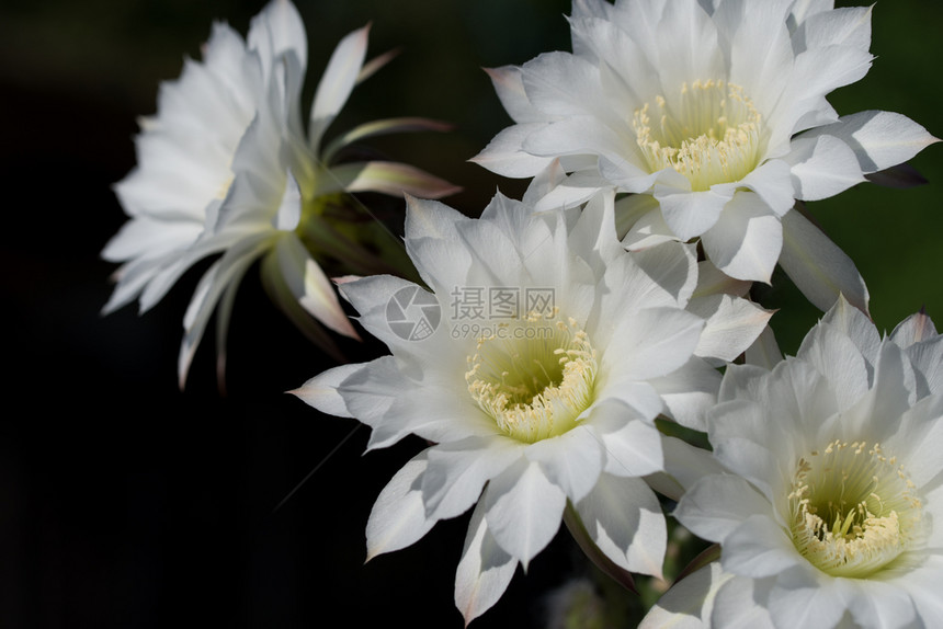 多汁的仙人掌科Echinopsis美丽的白花在阳光日开与自然背景美丽的仙人掌白花在阳光日开装饰风格图片