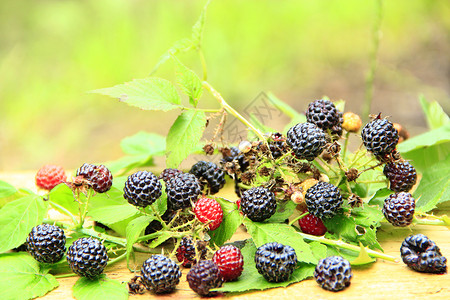 黑莓浆果和叶子以浅木本底黑莓浆果和板上叶子收成植物传单图片