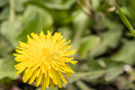 盛开的黄色菊花背景图片