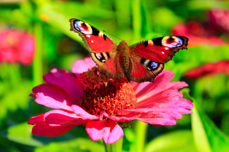 花园绿色蝴蝶孔雀眼睛对坐落在辛尼娅花上的孔雀眼睛辛尼娅蝴蝶飞背景图片