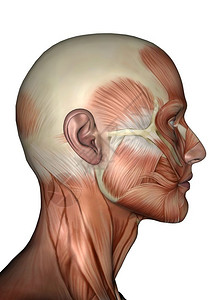 白色背景中被孤立的人类头部肌肉体3D成型系统插图实际的图片