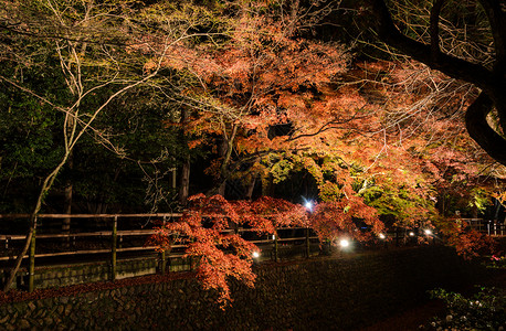 日本花园美丽的秋天风景晚上在日本京都的运河旁点亮了绿树叶天满宫栅栏丰富多彩的图片