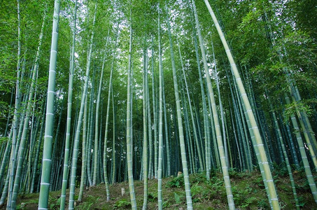 文化森林阿尔滕堡从一旁看到的绿竹林背景色日本竹林的侧面图片