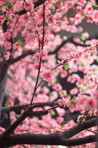 人造樱花或装饰有选择焦点季节植物群重点图片