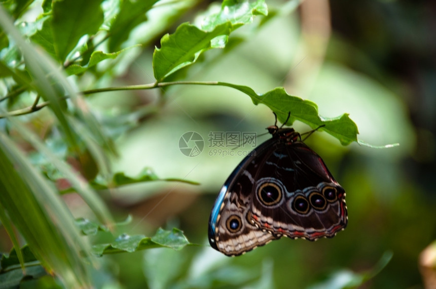 以植物背景为的美丽多彩蝴蝶缝合变态动物翅膀图片
