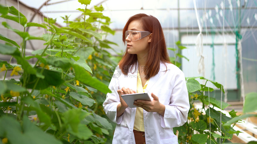 西瓜种植基地检查的专业人员图片