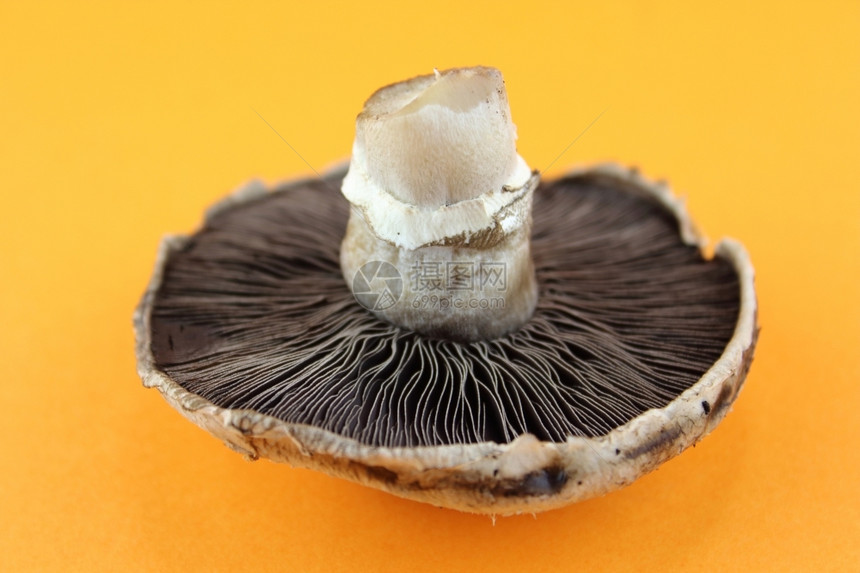 水平的香菇按钮蘑玉米卷团体图片