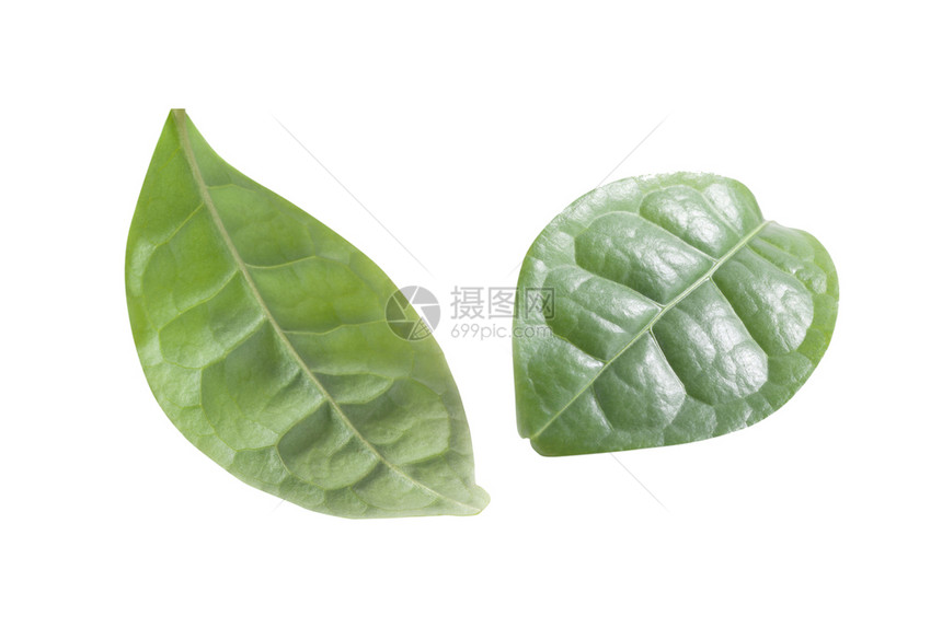 健康白背景孤立的有机绿色茶叶食物杯子图片