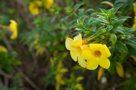 开花植物群两朵黄色鲜花一小滴水紧粘在鲜花上新的果汁盛开图片