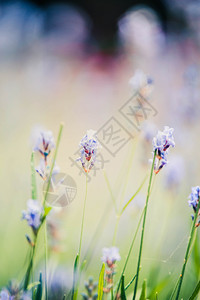 粉彩花的植物糊面背景紫菜色与bokoh刻度背景图片