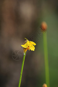 自然界中的木犀科有黄色的花季节植物学收成背景图片