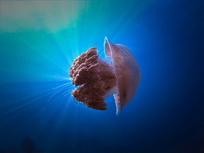 果冻海底幻想光线中的Jellyfish图片