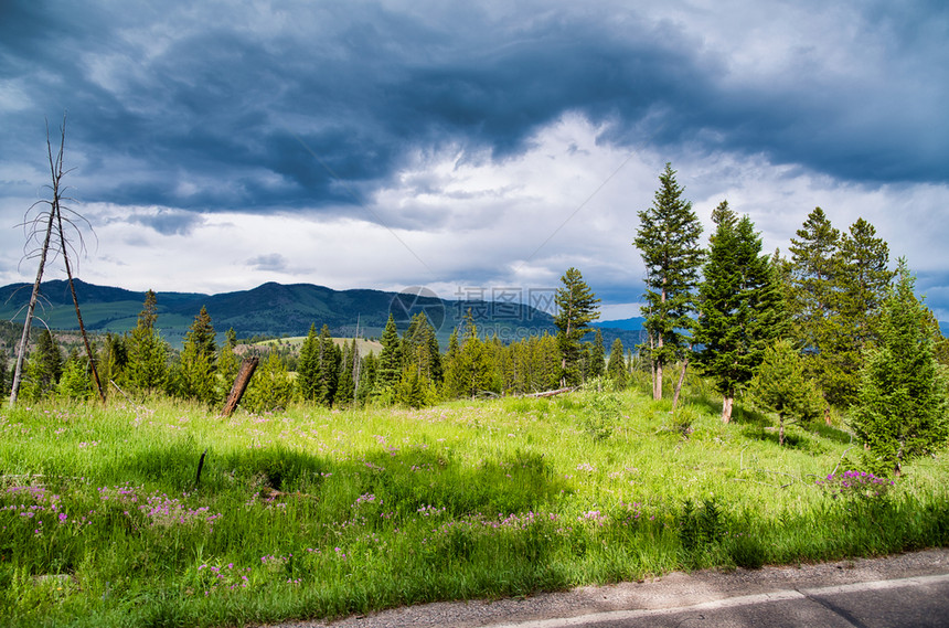 黄石公园森林和树木对抗暴风雨的天空美国景优绿色图片