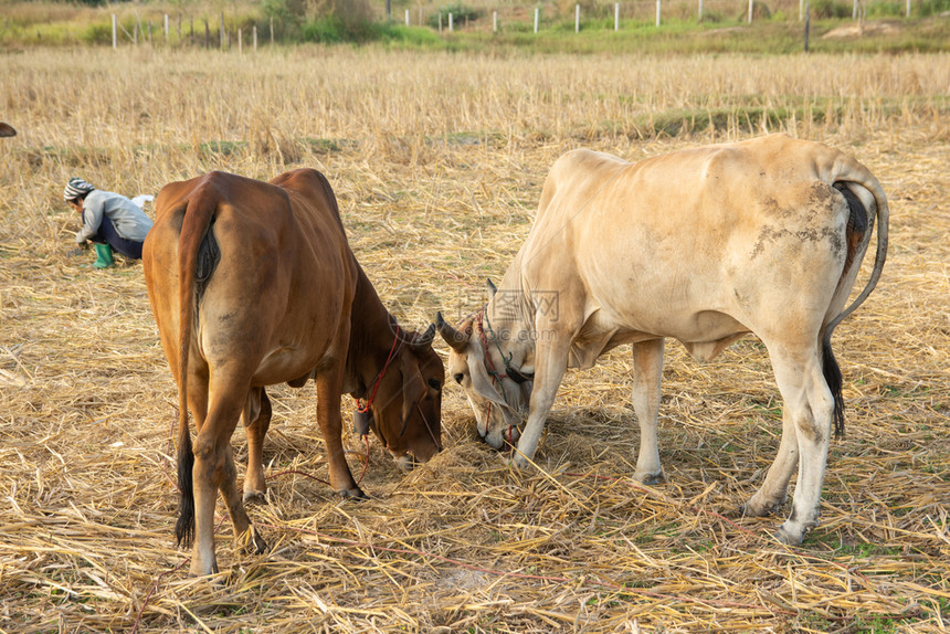 农场村棕色的两头白奶牛和棕在田地上图片
