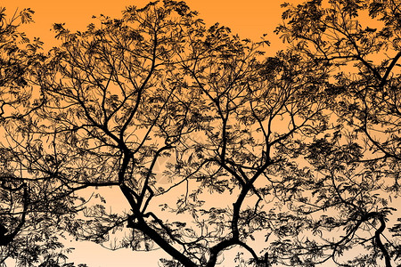 抽象的幽灵般日落本背景黑树分支摘要橙色黄金亮点图片